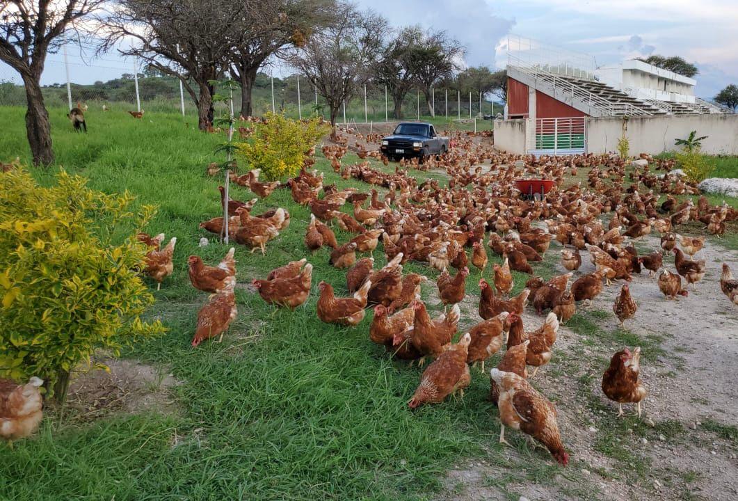 Alimentación natural