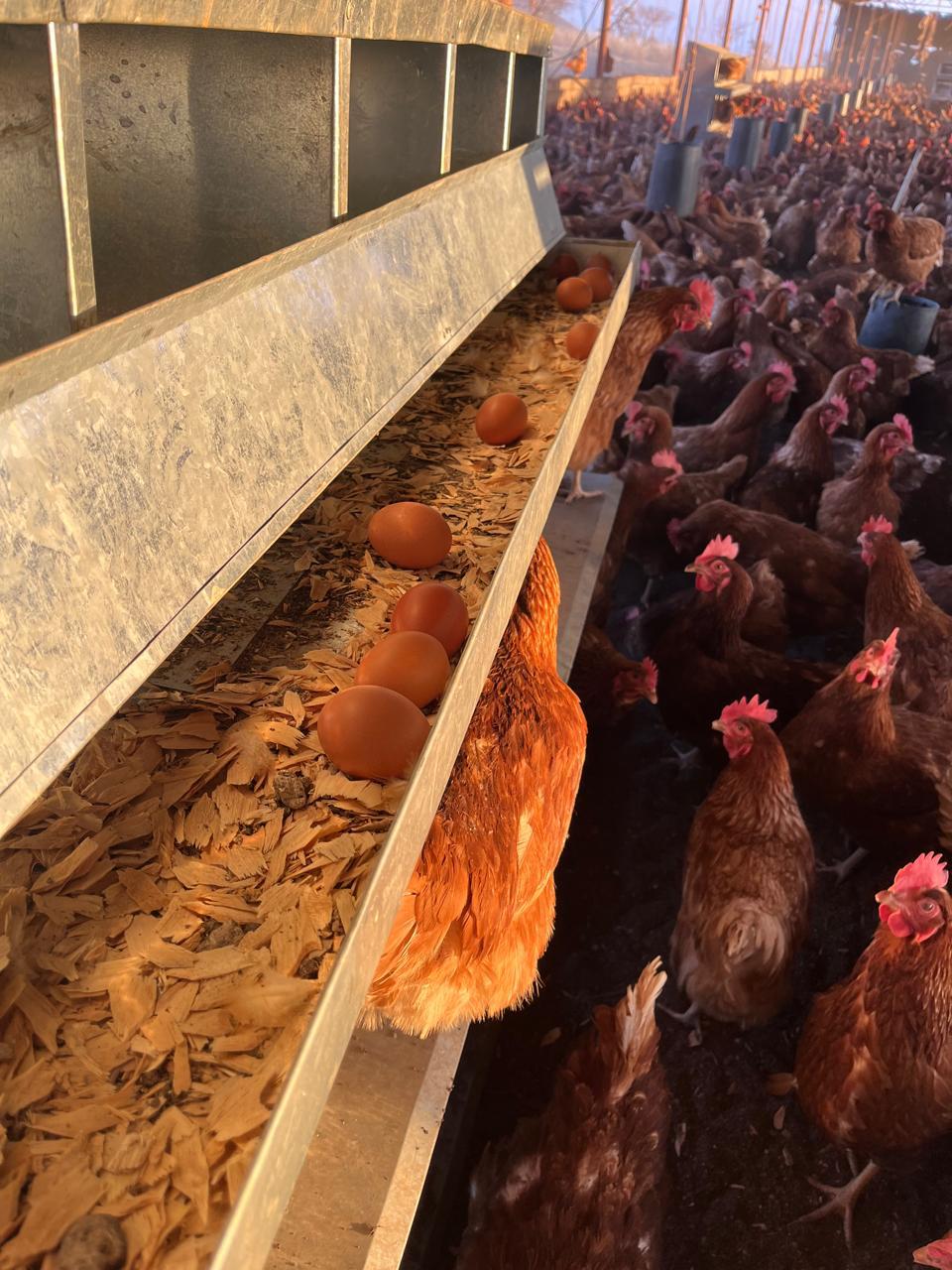 Recolección frecuente